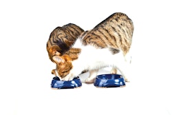 Two Cats Eating 2