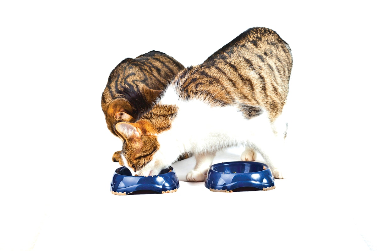 Mislabeling of pet food in Taiwan uncovered through DNA barcoding Mislabeling of pet food in Taiwan uncovered through DNA barcoding