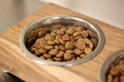 New research found the extrusion process did not reduce the natural or synthetic taurine in dog food.