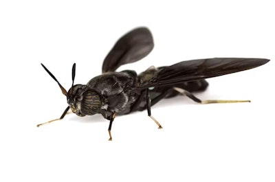 In addition to a friendly carbon footprint, using insect protein in pet food can enhance pets' health and well-being by improving their gut microbiome, skin and dental health.