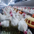 Broiler Breeders With Feeders