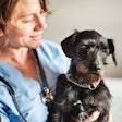 Veterinarians remain a reliable source of pet information in pet owners’ eyes, but other sources of information are gaining ground among millennials and Gen Z.
