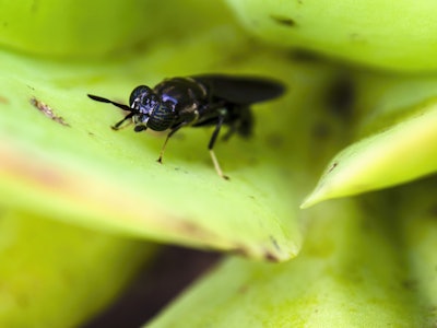 Black Soldier Fly