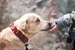 BEPEFA's report noted the top three considerations for pet food purchasing decisions included price (49%), food tailored to the pet's life stage (45%) and food that their pets find tasty (40%).
