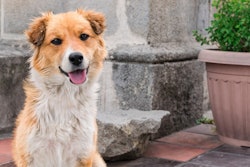 Pet food companies in Ecuador are responding to growing demand by expanding their production capacities.