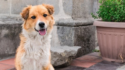 Pet food companies in Ecuador are responding to growing demand by expanding their production capacities.