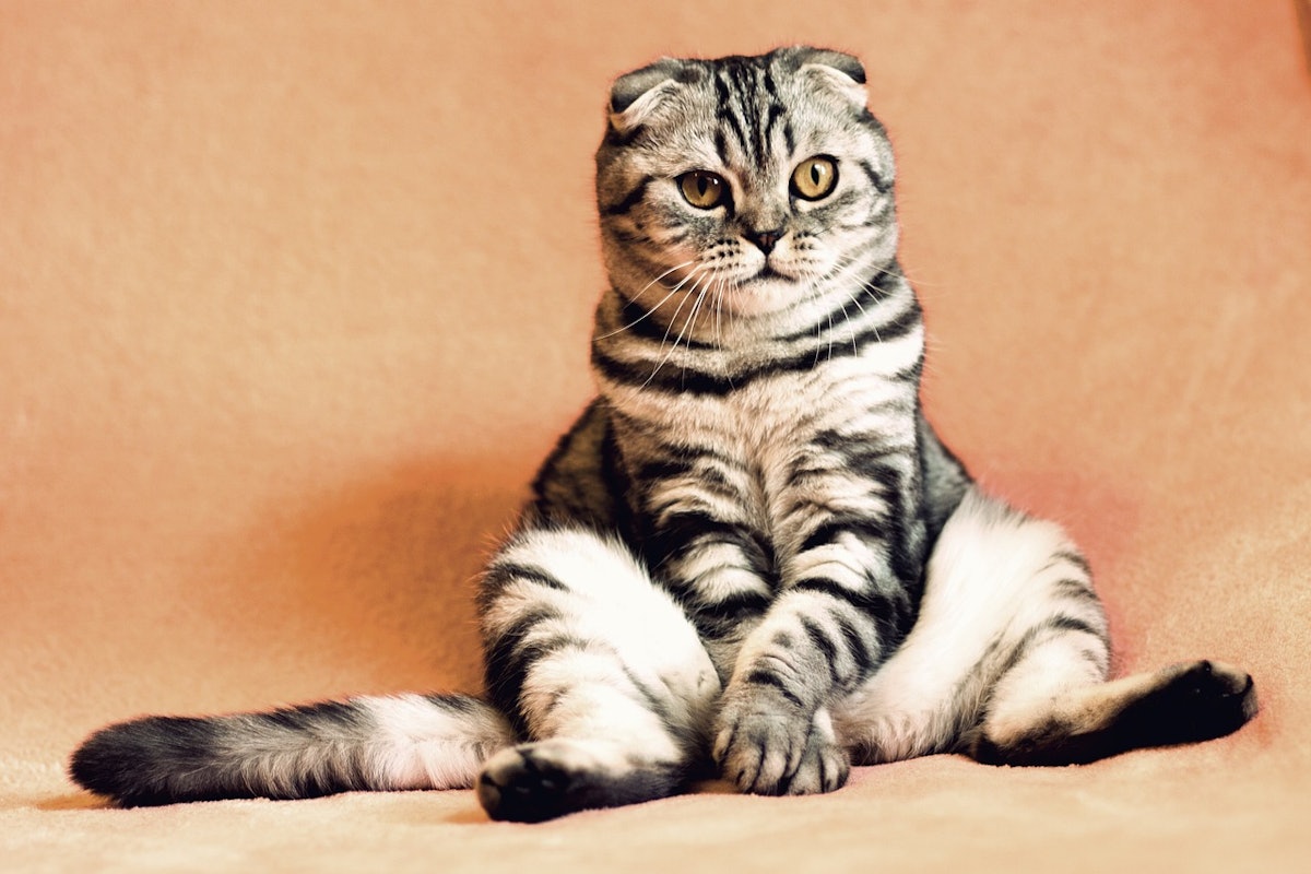 Study shows positive results for cat weight loss implant