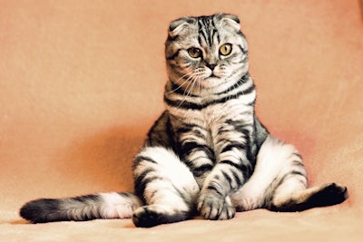 Data published in BMC Veterinary Research showed the OKV-119 implant reduced feline weight in a small study.