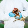 Biosecurity will continue to remain key to poultry disease control – both now and in the future.