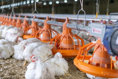 Broiler Feeding 002 (1)