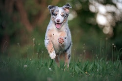 SavourLife will be integrated into SunRice's animal feed division CopRice.