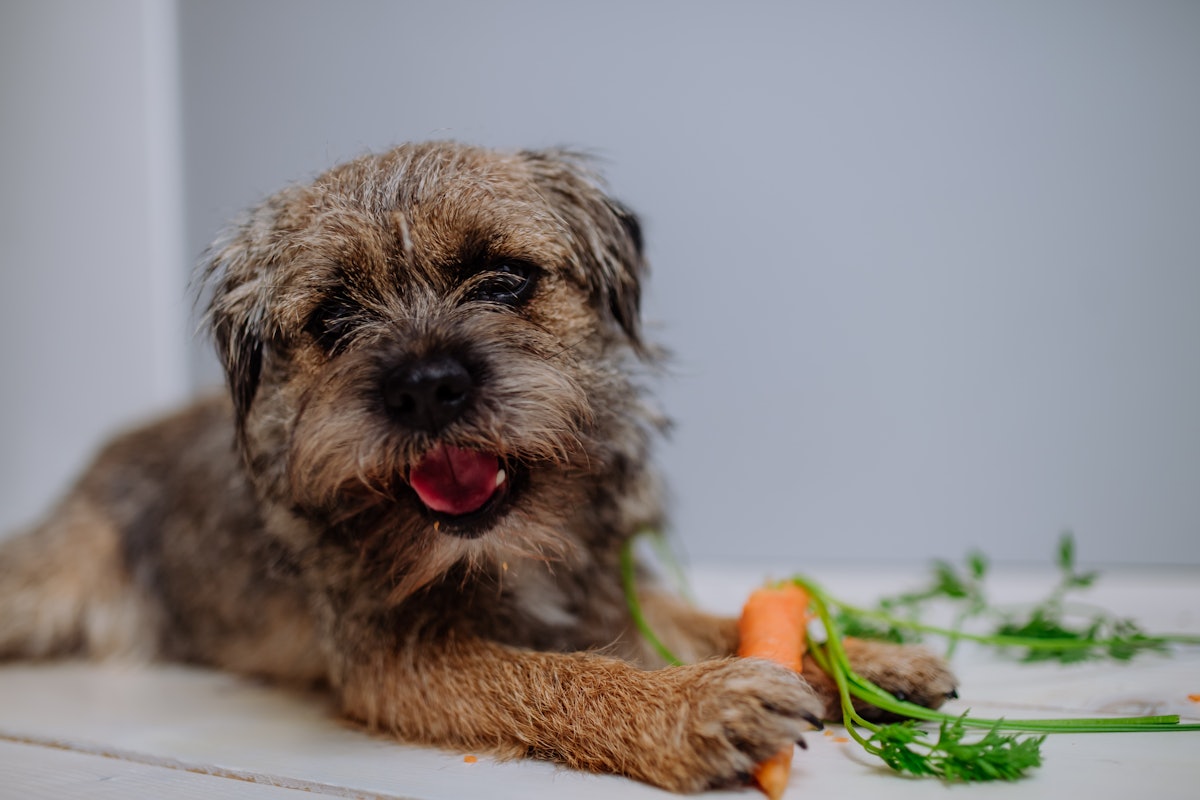 NutriLeads, DSM-Firmenich partner on precision prebiotic for pets NutriLeads, DSM-Firmenich partner on precision prebiotic for pets