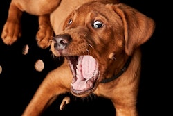 felix_w | Pixabay.com