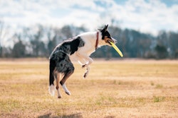 Dog With Frisbee Brixiv