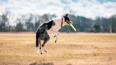 Dog With Frisbee Brixiv