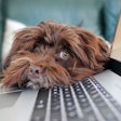 As far as the company is aware, Further Foods is the only company in dialogue with the FDA about feeding trials for a cultivated chicken dog treat.