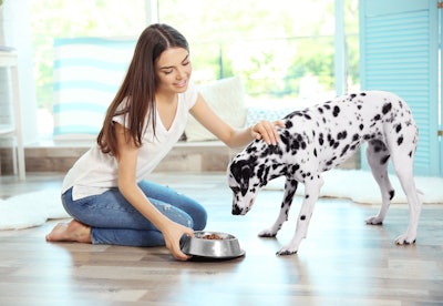 Girl Feeding Dalmation