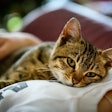 While fresh cat food hasn't gained the same popularity as fresh dog food, minimally processed frozen and refrigerated options attract cat owners looking for ultrapremium products akin to their own meals.