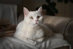 In South Korea, 67% of pet food sales occur through online channels.