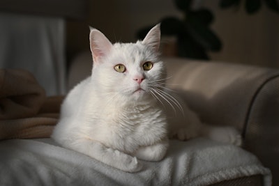In South Korea, 67% of pet food sales occur through online channels.