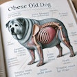 Dall·e 2024 08 08 11 45 06 A Medical Book Diagram Illustrating An Obese Old Dog The Diagram Should Show The Dog's Body With Detailed Labels Indicating Areas Affected By Obesity