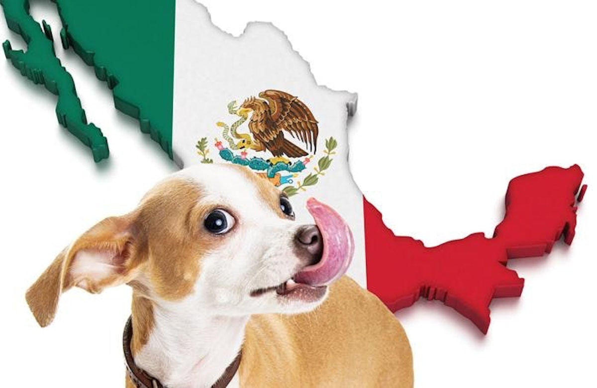 Mexican pet food market reaches US.7 billion