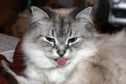 Cats have a more acute sense of smell than humans, and the aroma of their food plays a big role in whether they’ll eat or snub what their owner serves for dinner.