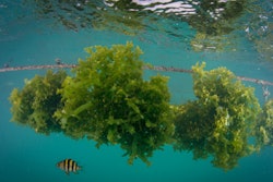 Seaweed, often praised as nature’s superfood, offers pets several health benefits, said Scoular.