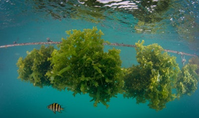 Seaweed, often praised as nature’s superfood, offers pets several health benefits, said Scoular.