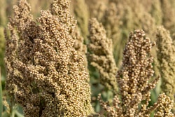 Sorghum Plant