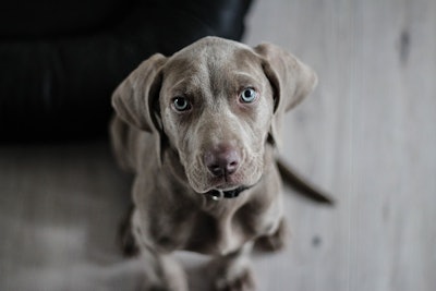 The BVA said its shift reflects growing interest among pet owners in vegan diets due to concerns about health, environmental impact and animal welfare associated with meat-based diets.
