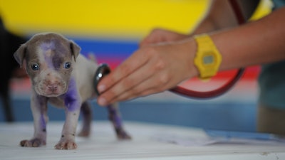 Puppy At Vet Pixabay