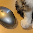 cat-and-mouse