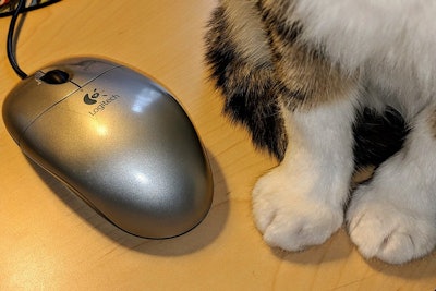 cat-and-mouse