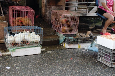 Live bird markets are known to promote the mixing and evolution of AI viruses given that they enable the intermingling of multiple poultry species from many different locations and diverse farming systems.