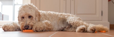 Dog with carrot