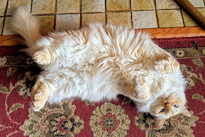 The latest Packaged Facts report projects a shift toward more specialized supplements, including life-stage specific products, especially those focused on senior pets.