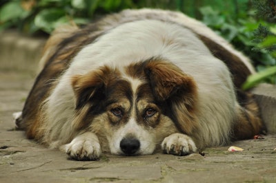 A new survey revealed four in 10 pet owners are sensitive about others commenting on their dog's weight.