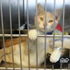 With rescue and shelter programs expanding across the U.S., some states want pet food companies to share in the financial burden.