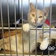 With rescue and shelter programs expanding across the U.S., some states want pet food companies to share in the financial burden.