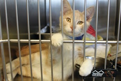 With rescue and shelter programs expanding across the U.S., some states want pet food companies to share in the financial burden.