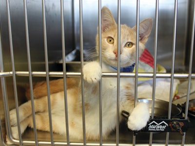 With rescue and shelter programs expanding across the U.S., some states want pet food companies to share in the financial burden.