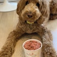PawCo’s complete, fresh vegan dog food formulas aim to sustainably mix quality plant-based protein with all the vitamins and minerals a dog needs. Here, Paco the Doodle poses with the company’s green mix & carrots formula.
