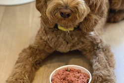 PawCo’s complete, fresh vegan dog food formulas aim to sustainably mix quality plant-based protein with all the vitamins and minerals a dog needs. Here, Paco the Doodle poses with the company’s green mix & carrots formula.