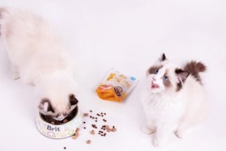 Vafo Group has acquired a majority stake in the Austrian company PetCo.