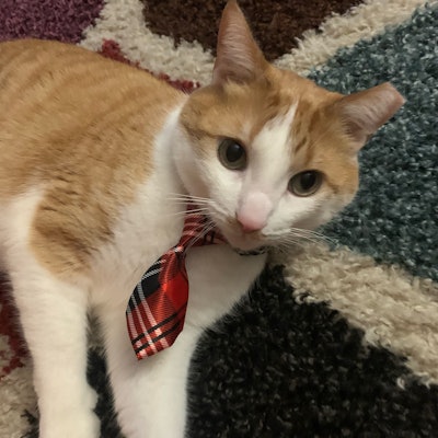 Selected as Morris' VP candidate, Oscar’s family was able to choose which shelter received a donation from 9Lives.