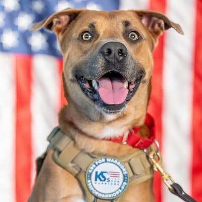 From stray to statesman: Rocky runs for president.