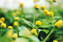 The company's Pet Food division was one of the main contributors to its growth.