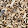 U.S. consumers surveyed about pet food ingredients showed a general lack of knowledge about newer ones like insect protein.