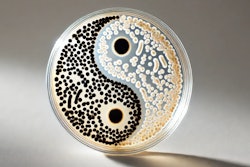 Dall·e 2024 10 28 15 31 36 A Close Up Image Of A Petri Dish With A Yin Yang Symbol Inside, Made From Colonies Of Light And Dark Bifidobacterium Bacteria The Bacteria Form Disti